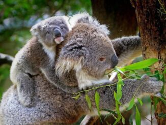 Koala mother and baby on a tree.
