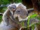 Koala mother and baby on a tree.