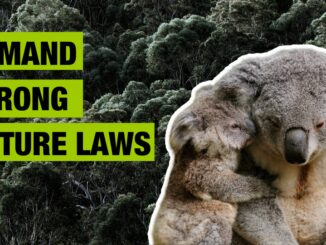 Koala and joey with conservation message.