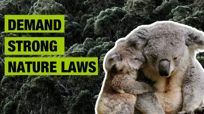 Koala and joey with conservation message. Koala and joey with conservation message.