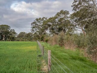 Field with trees and a wire fence.