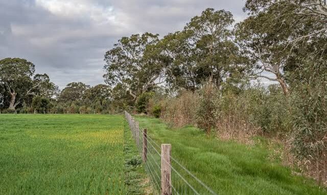 Field with trees and a wire fence. Field with trees and a wire fence.