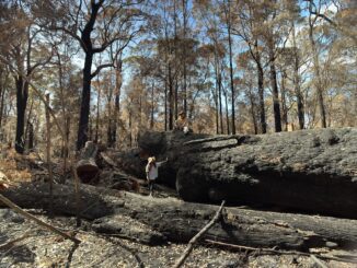 Burnt forest with fallen trees and people.