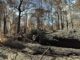 Burnt forest with fallen trees and people.