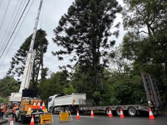 Crane and trucks near tall tree, roadwork.