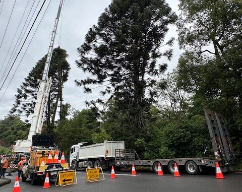 Crane and trucks near tall tree, roadwork.