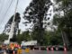 Crane and trucks near tall tree, roadwork.