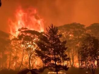 Forest engulfed in intense, raging wildfire flames.