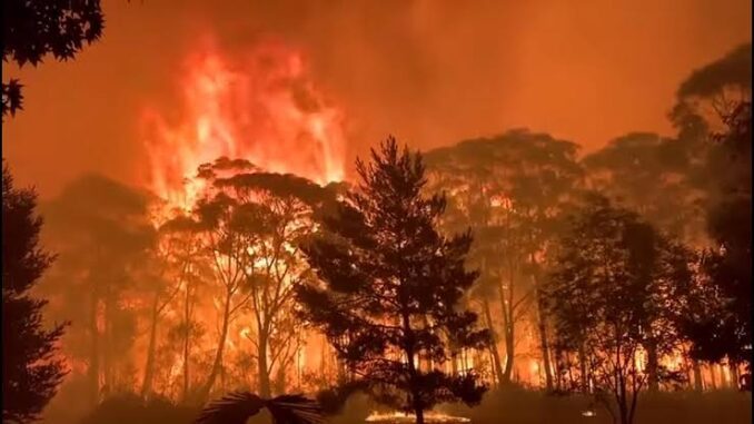 Forest engulfed in intense, raging wildfire flames.