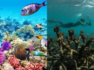 Colorful coral reef with diverse marine life.
