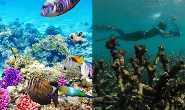 Colorful coral reef with diverse marine life.