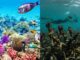 Colorful coral reef with diverse marine life.