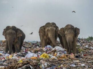 Elephants walking through a garbage dump.