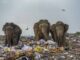 Elephants walking through a garbage dump.