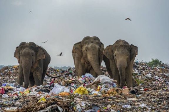 Elephants walking through a garbage dump.