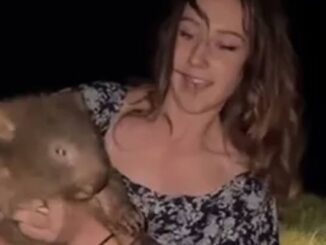 Woman holding a wombat at night.