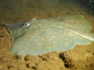 Stingray resting on sandy ocean floor.