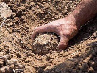 Hand uncovering buried object in dirt.