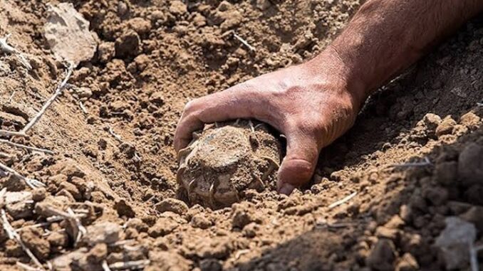 Hand uncovering buried object in dirt.