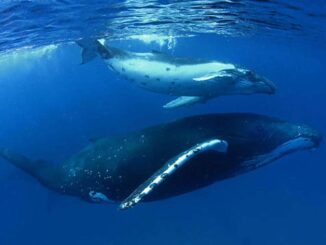 A mother whale and her calf swimming underwater.