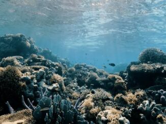 Underwater view of a vibrant coral reef teeming with marine life.