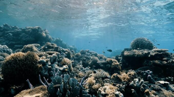 Underwater view of a vibrant coral reef teeming with marine life. Underwater view of a vibrant coral reef teeming with marine life.