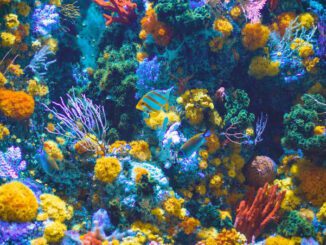Colorful coral reef with diverse marine life and vibrant corals.