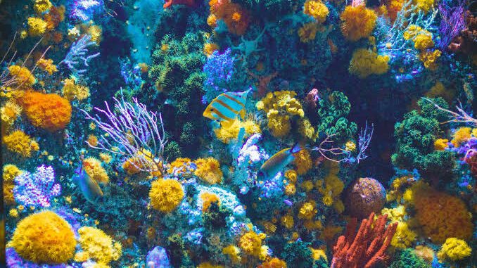 Colorful coral reef with diverse marine life and vibrant corals. Colorful coral reef with diverse marine life and vibrant corals.