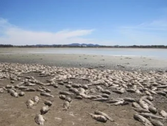 Dead fish scattered on a dry, cracked lakebed under a clear sky.