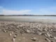 Dead fish scattered on a dry, cracked lakebed under a clear sky.