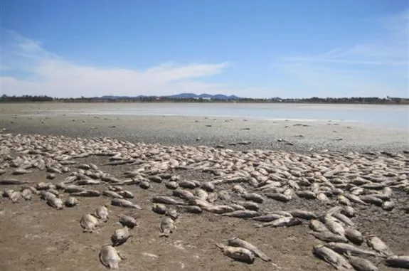 Dead fish scattered on a dry, cracked lakebed under a clear sky.