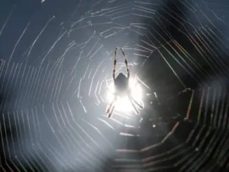 Spider silhouetted against the sun on its web.