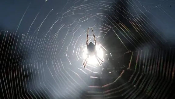 Spider silhouetted against the sun on its web.