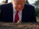 A man in a suit closely observing a tiny animal on soil.