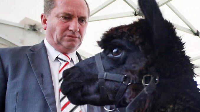Man closely examining a black alpaca's face.