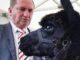 Man closely examining a black alpaca's face.