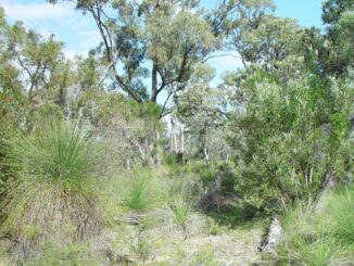 A dense bushland with trees and shrubs under a clear sky.