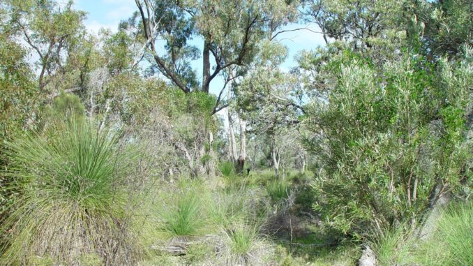 A dense bushland with trees and shrubs under a clear sky.