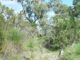 A dense bushland with trees and shrubs under a clear sky.