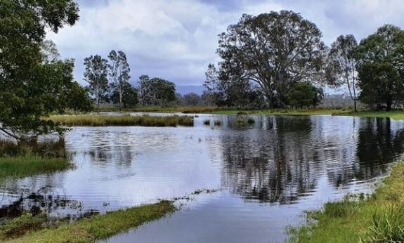 A serene lake with trees reflecting on the water under a cloudy sky.