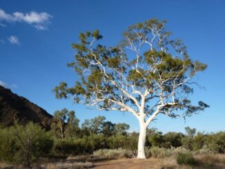 A tall white-barked tree stands under a clear blue sky in a natural landscape.