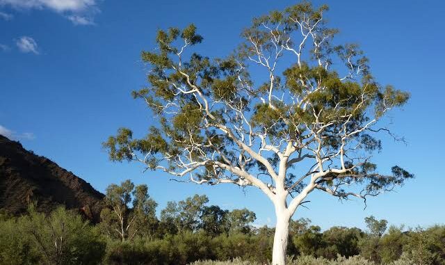 A tall white-barked tree stands under a clear blue sky in a natural landscape.