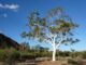 A tall white-barked tree stands under a clear blue sky in a natural landscape.