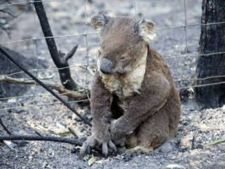 A koala sitting on the ground looking down.