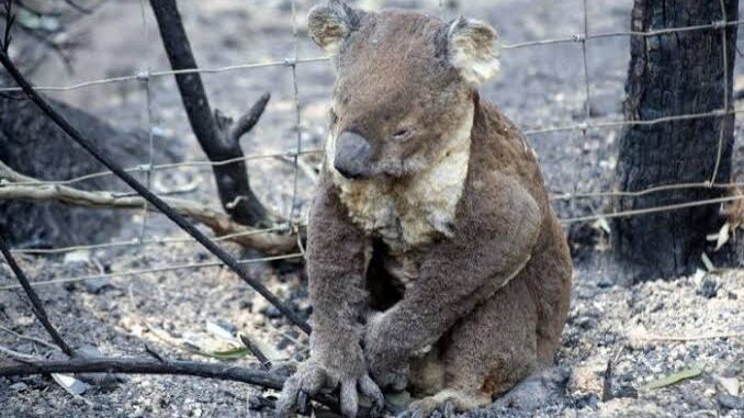 A koala sitting on the ground looking down.