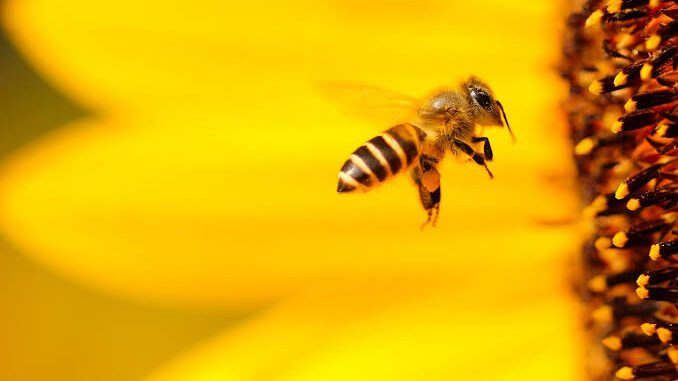 A bee hovering near bright yellow petals in vibrant sunlight.