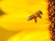 A bee hovering near bright yellow petals in vibrant sunlight.