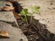 A small plant grows resiliently through a crack in concrete.