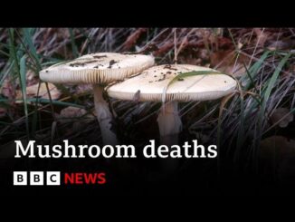 Two mushrooms with "Mushroom deaths" headline.