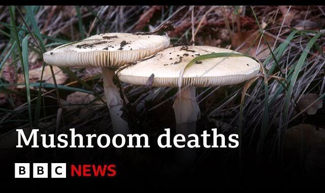 Two mushrooms with "Mushroom deaths" headline.